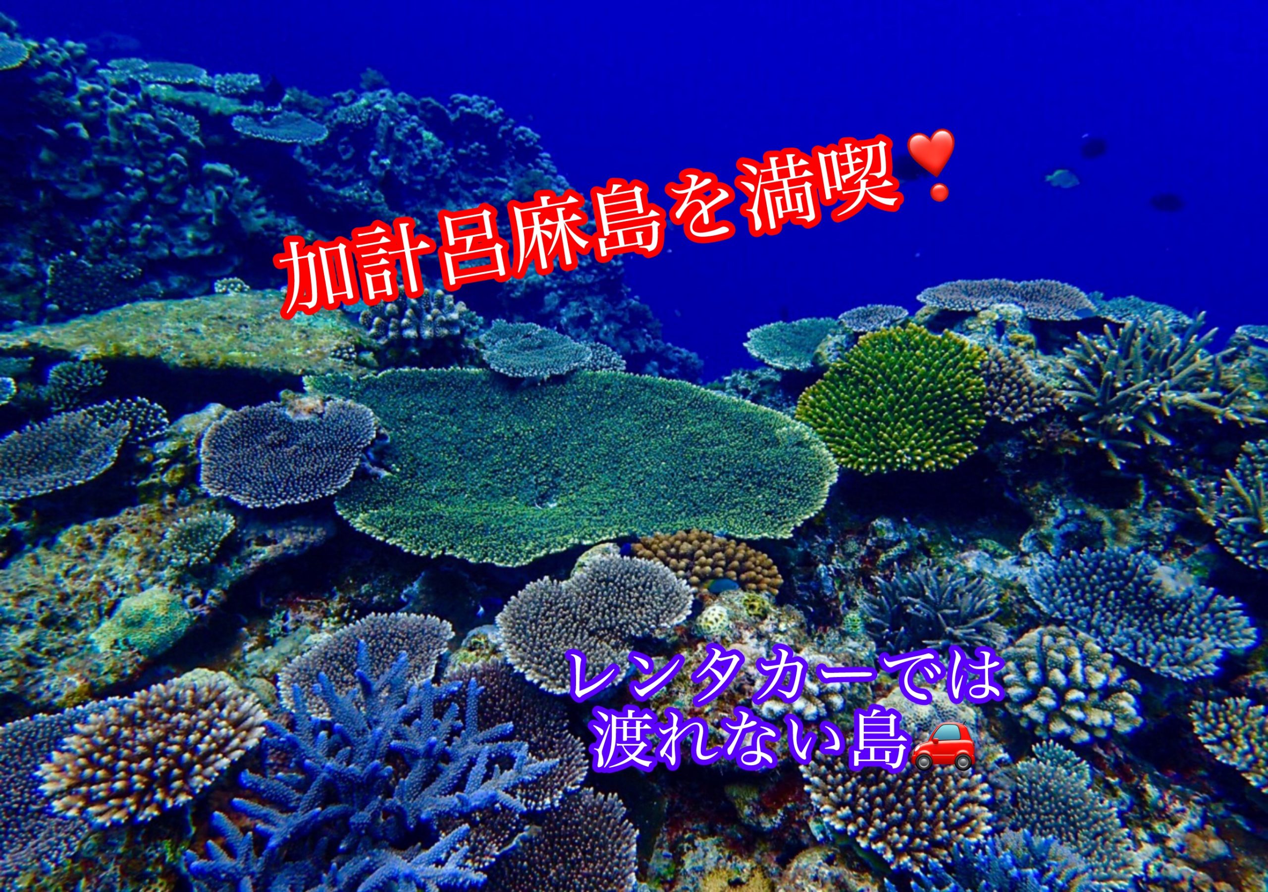 アマミのシーフロンティアスピリット（未知な海洋） | 奄美大島で新た